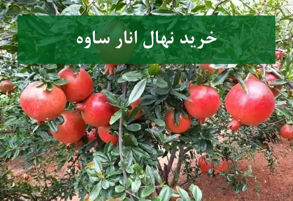 خرید نهال انار ساوه + نهال سالم و اصیل