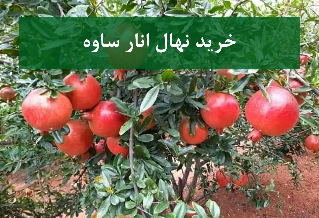 خرید نهال انار ساوه + نهال سالم و اصیل