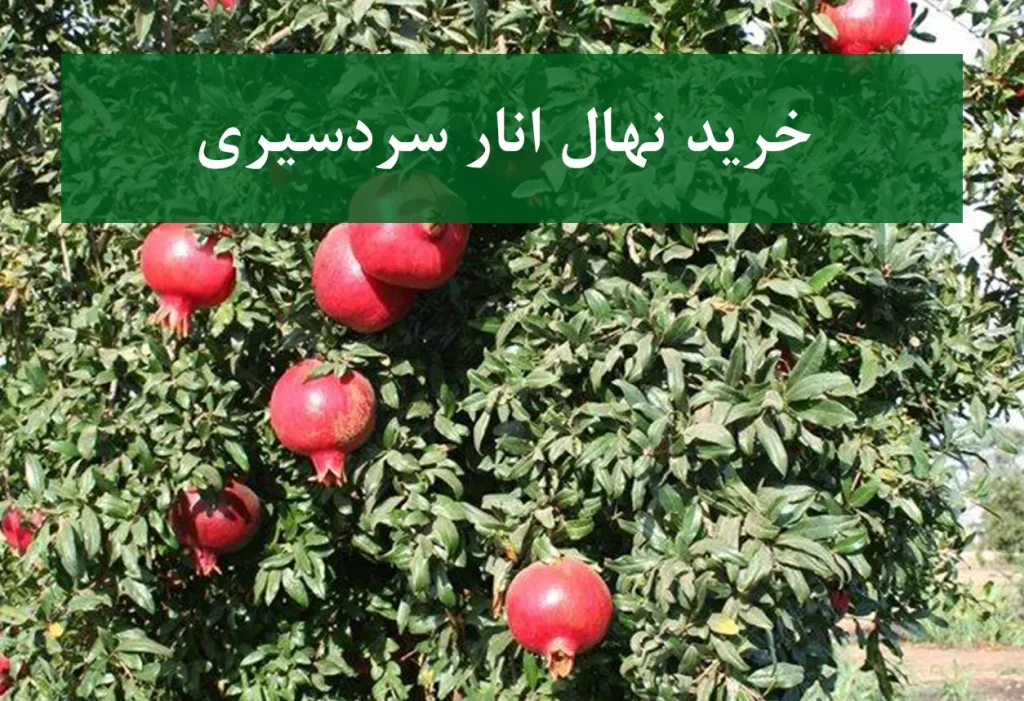 خرید نهال انار سردسیری + نهال سالم و مقاوم
