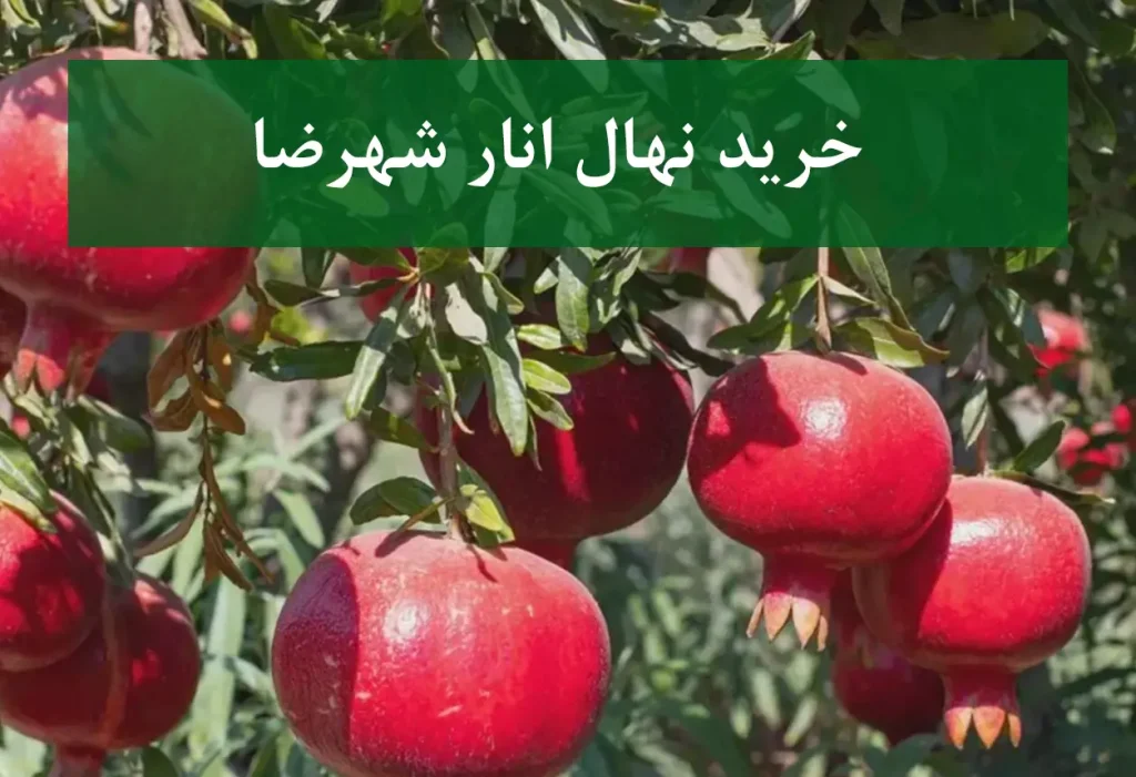 خرید نهال انار شهرضا + نهال سالم و استاندارد