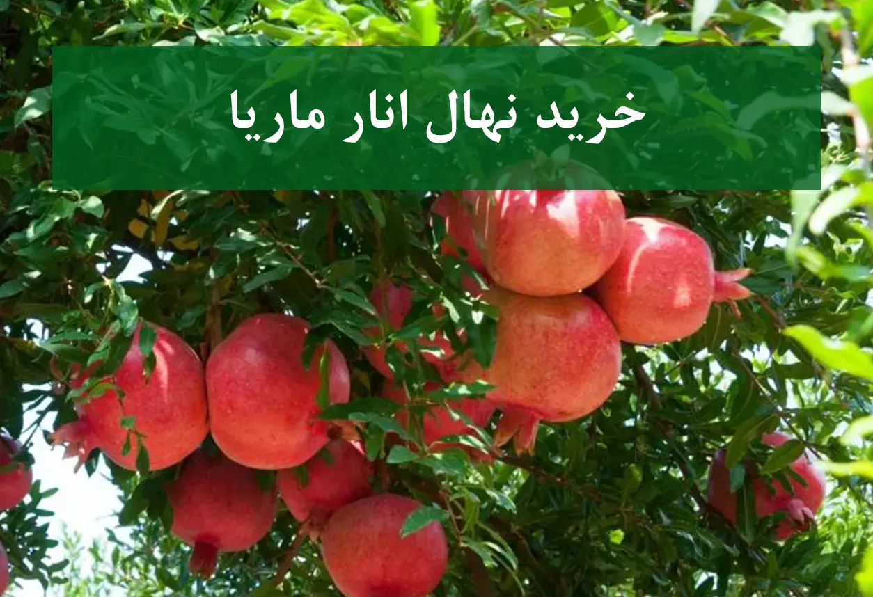 خرید نهال انار ماریا + نهال سالم و پربار
