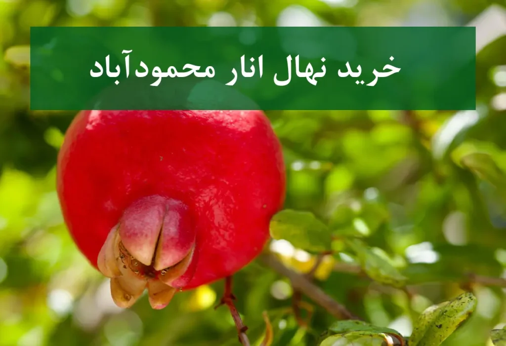 خرید نهال انار محمودآباد + نهال سالم و استاندارد
