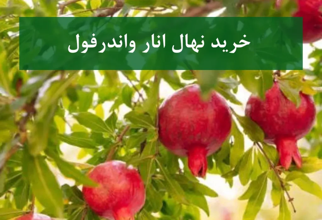 خرید نهال انار واندرفول + نهال سالم و پربار