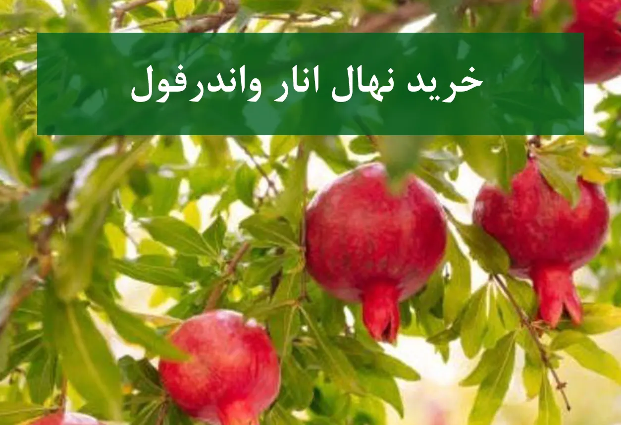 خرید نهال انار واندرفول + نهال سالم و پربار