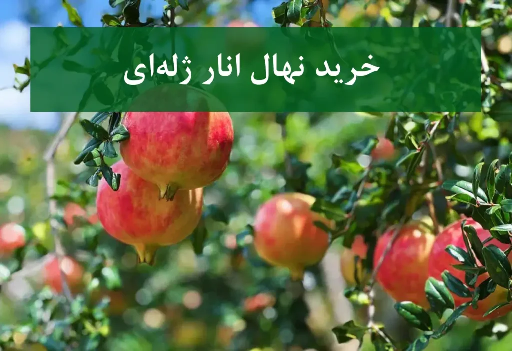 خرید نهال انار ژله‌ای + نهال سالم و پربار