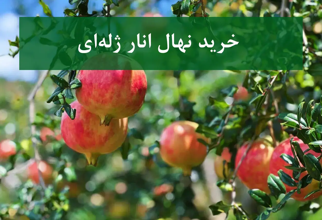 خرید نهال انار ژله‌ای + نهال سالم و پربار