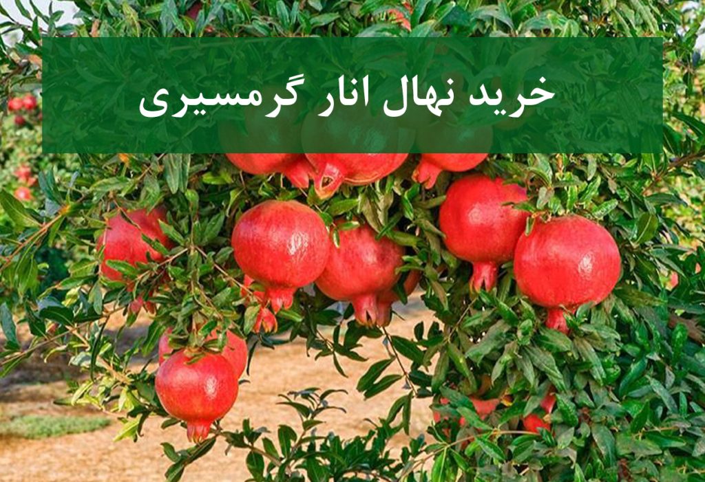 خرید نهال انار گرمسیری + نهال سالم و پربار