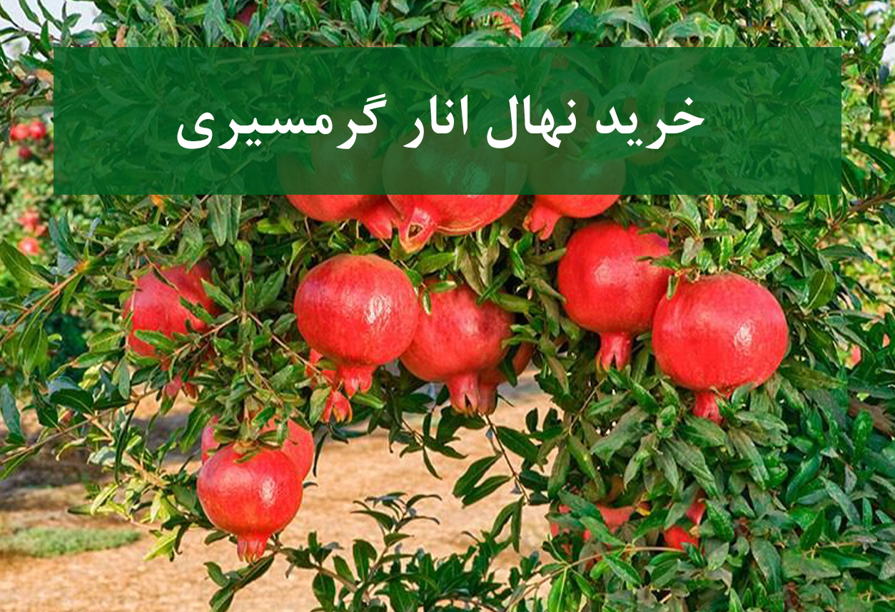 خرید نهال انار گرمسیری + نهال سالم و پربار