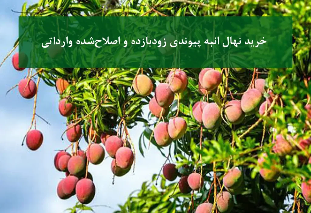 خرید نهال انبه پیوندی زودبازده و اصلاح‌شده وارداتی + مناسب احداث باغ