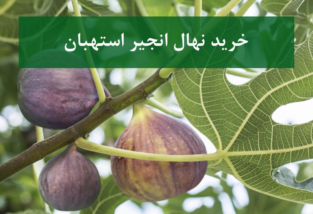 خرید نهال انجیر استهبان + نهال سالم و پربار