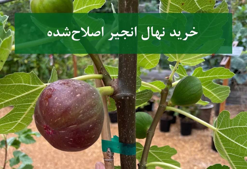 خرید نهال انجیر اصلاح شده + نهال سالم و پربار