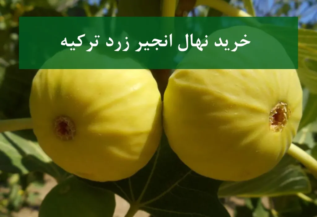 خرید نهال انجیر زرد ترکیه + نهال سالم و پربار