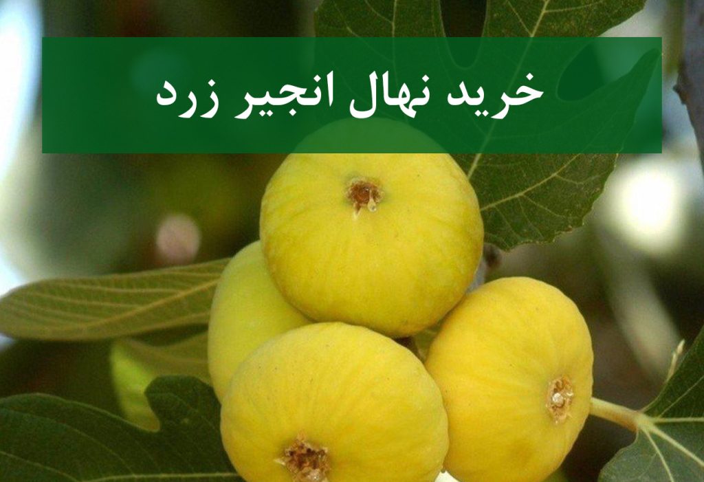 خرید نهال انجیر زرد + نهال سالم و پربار