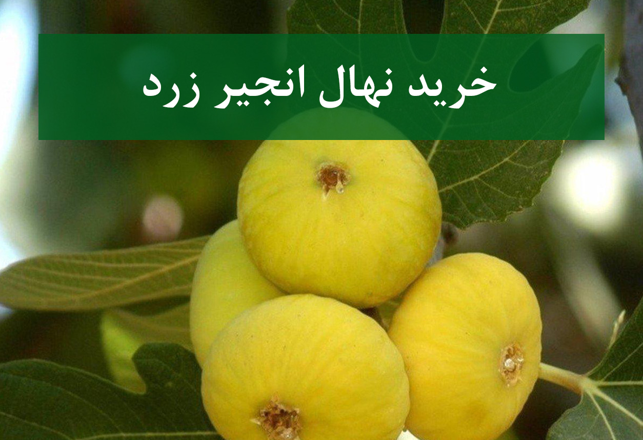 خرید نهال انجیر زرد + نهال سالم و پربار