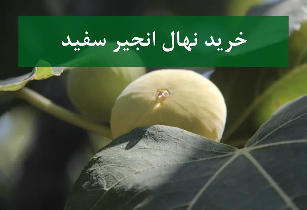 خرید نهال انجیر سفید + نهال سالم و پربار