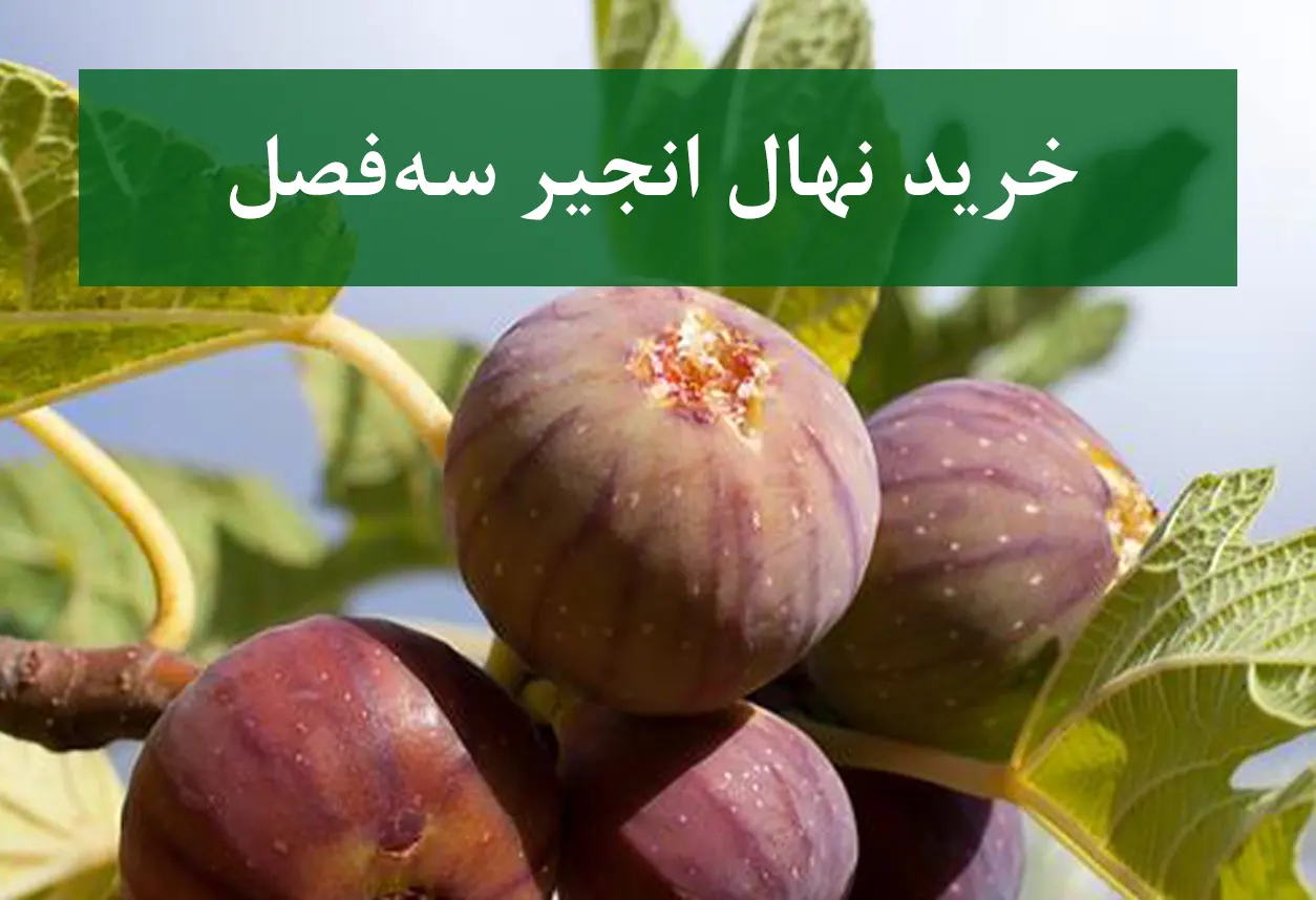 خرید نهال انجیر سه فصل + نهال سالم و پربار