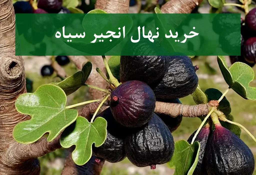 خرید نهال انجیر سیاه + نهال سالم و پربار