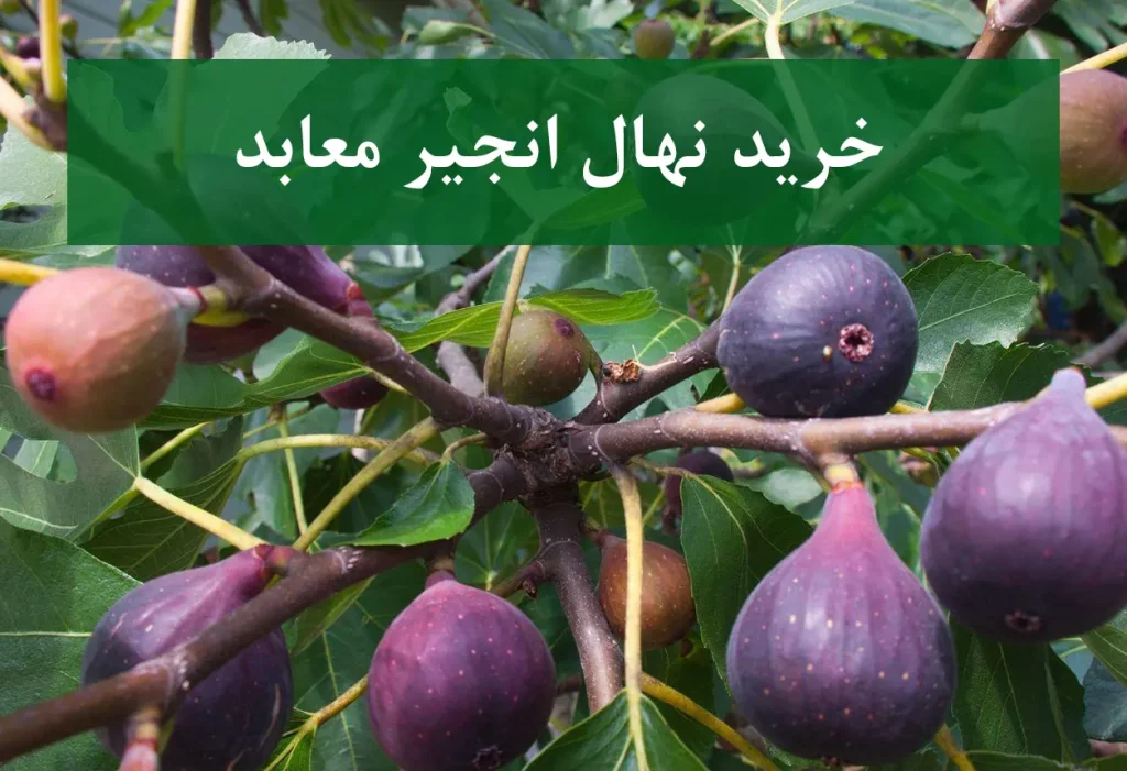 خرید نهال انجیر معابد + نهال سالم و زیبا
