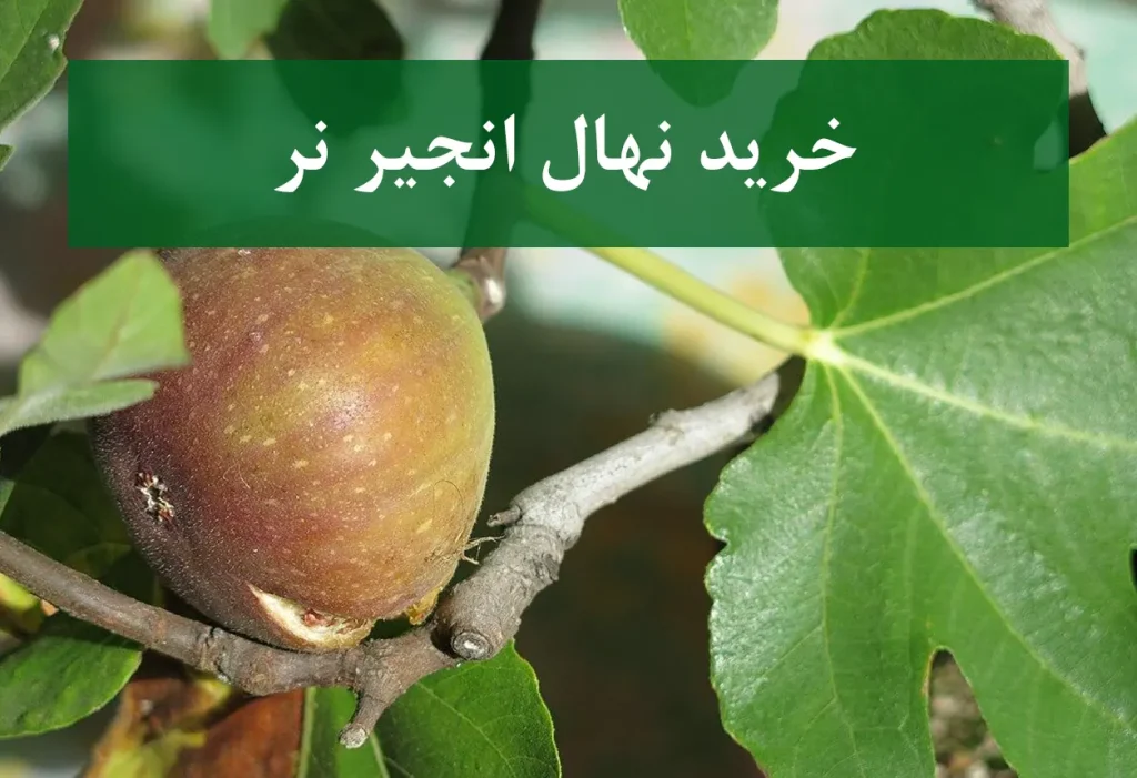 خرید نهال انجیر نر + نهال سالم و گرده افشان