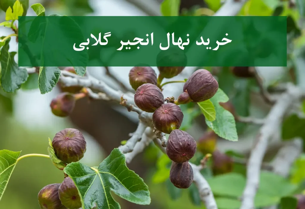 خرید نهال انجیر گلابی + نهال سالم و پربار