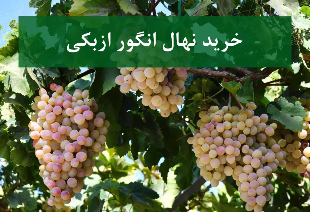 خرید نهال انگور ازبکی + نهال سالم و استاندارد