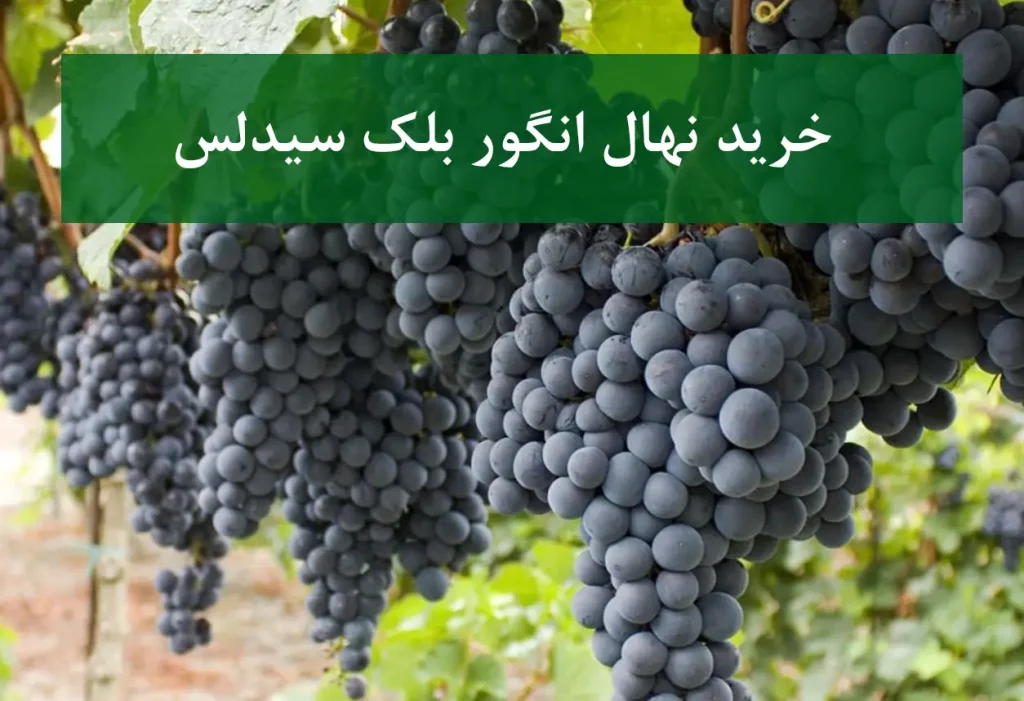 خرید نهال انگور بلک سیدلس + نهال باکیفیت و پربار