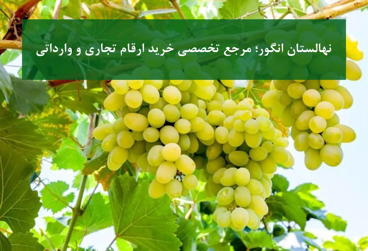 خرید نهال انگور + ترکمن ۴، رشه و مویز بی‌دانه