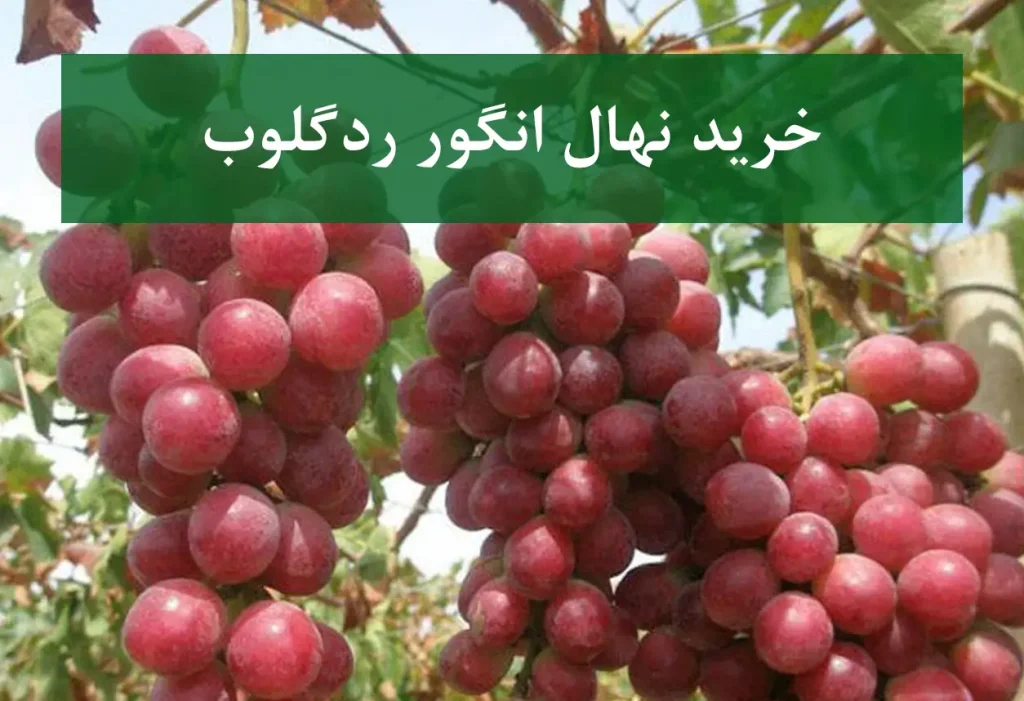 خرید نهال انگور ردگلوب + نهال سالم و استاندارد