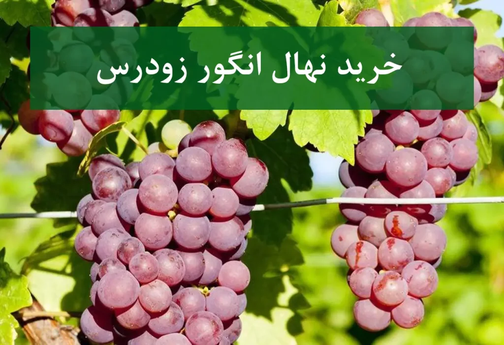 خرید نهال انگور زودرس + نهال سالم و استاندارد