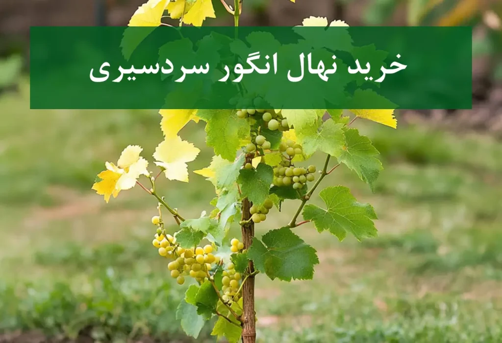 خرید نهال انگور سردسیری + نهال سالم و استاندارد