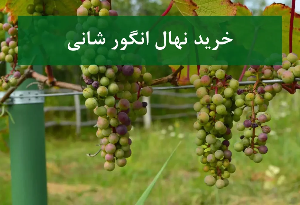 خرید نهال انگور شانی + نهال سالم و استاندارد