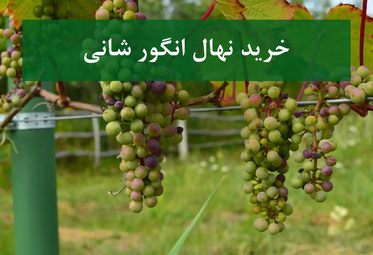 خرید نهال انگور شانی + نهال سالم و استاندارد