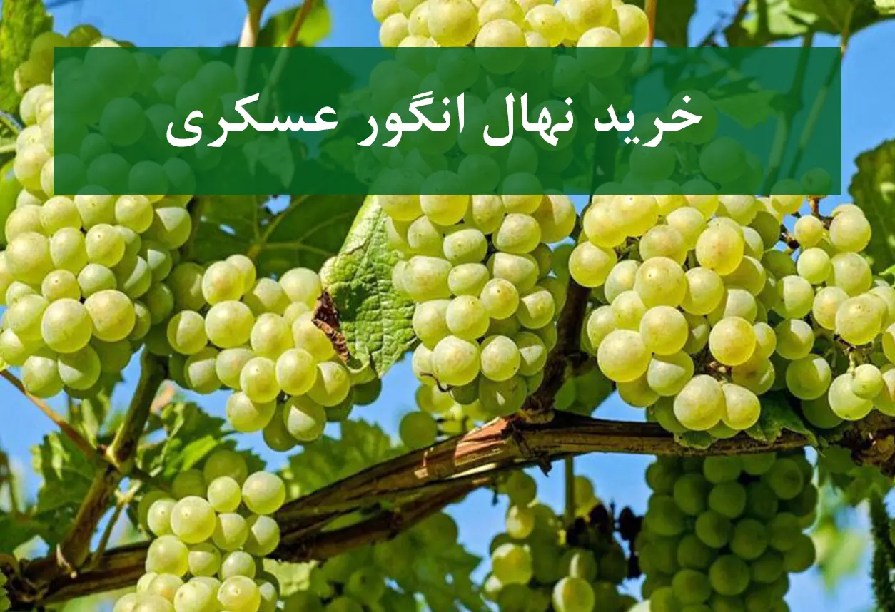 خرید نهال انگور عسکری + نهال سالم و استاندارد