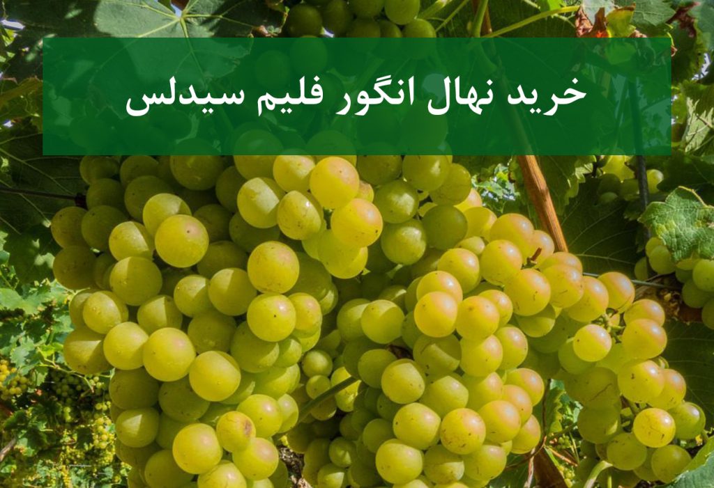 خرید نهال انگور فلیم سیدلس + نهال سالم و استاندارد
