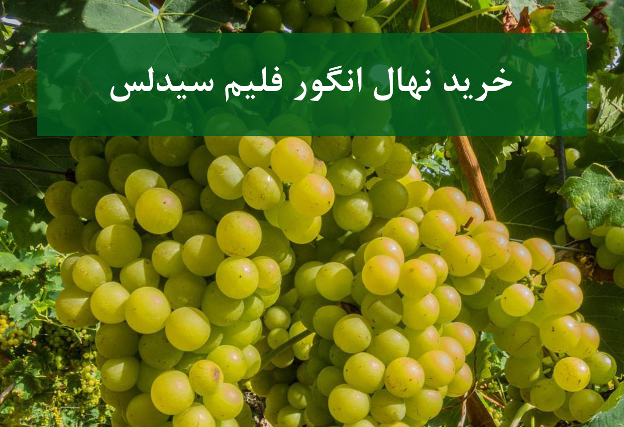 خرید نهال انگور فلیم سیدلس + نهال سالم و استاندارد