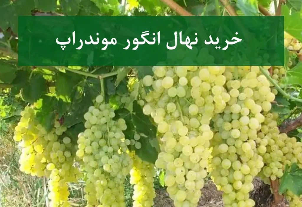 خرید نهال انگور موندراپ + نهال سالم و استاندارد