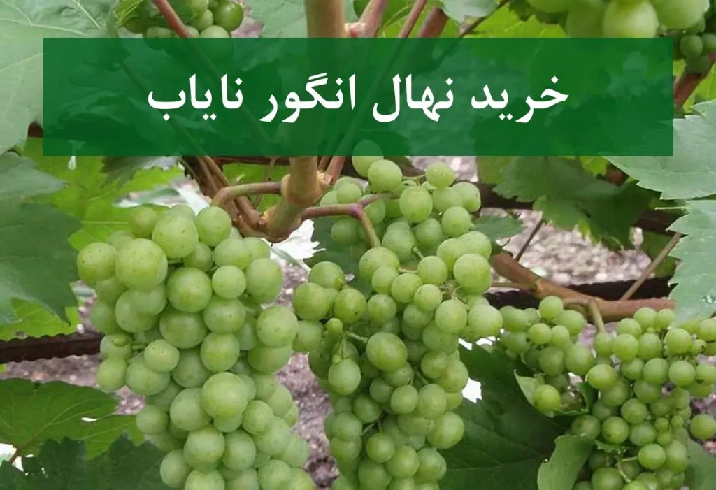 خرید نهال انگور نایاب + نهال سالم و استاندارد