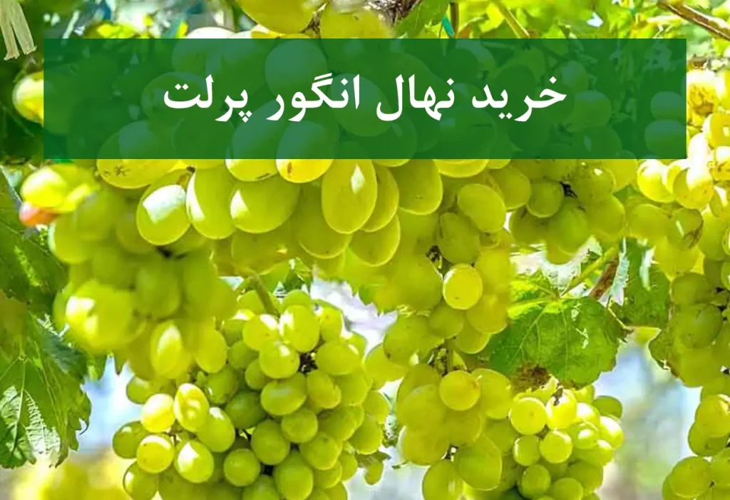 خرید نهال انگور پرلت + نهال سالم و استاندارد