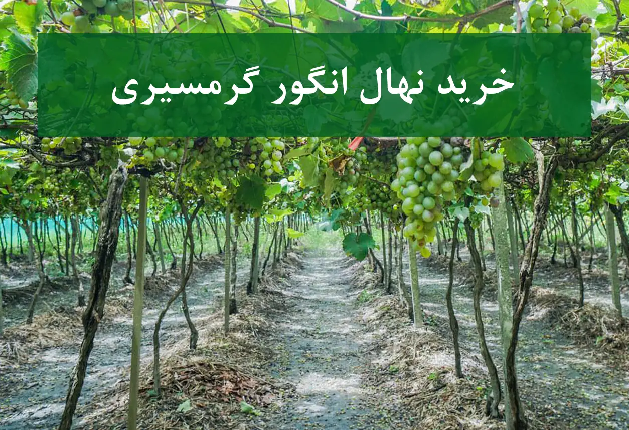 خرید نهال انگور گرمسیری + نهال باکیفیت و پربار