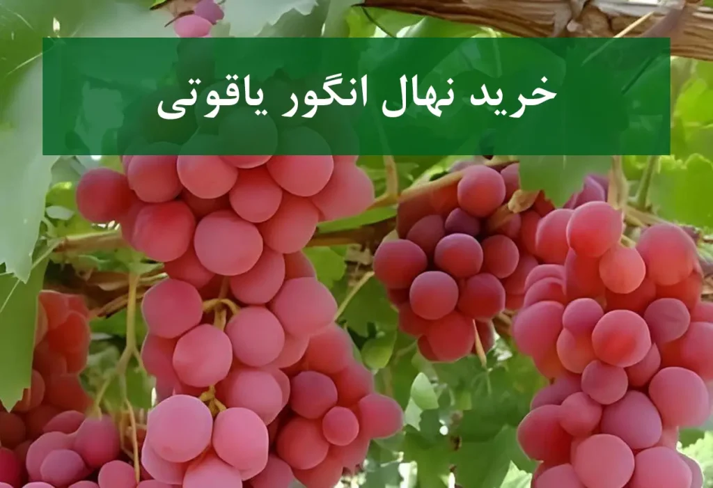 خرید نهال انگور یاقوتی + نهال باکیفیت و زودرس