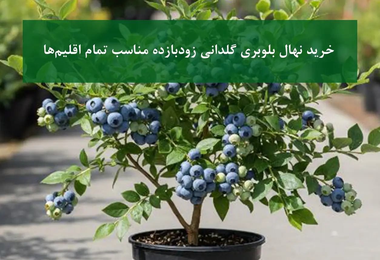 خرید نهال بلوبری گلدانی + زودبازده و مناسب تمام اقلیم‌ها