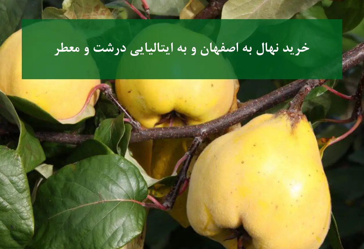 خرید نهال به اصفهان و ایتالیایی + میوه درشت و معطر