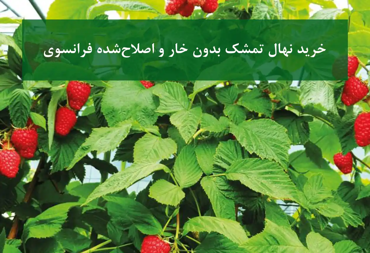 خرید نهال تمشک فرانسوی بدون خار + مناسب احداث باغ