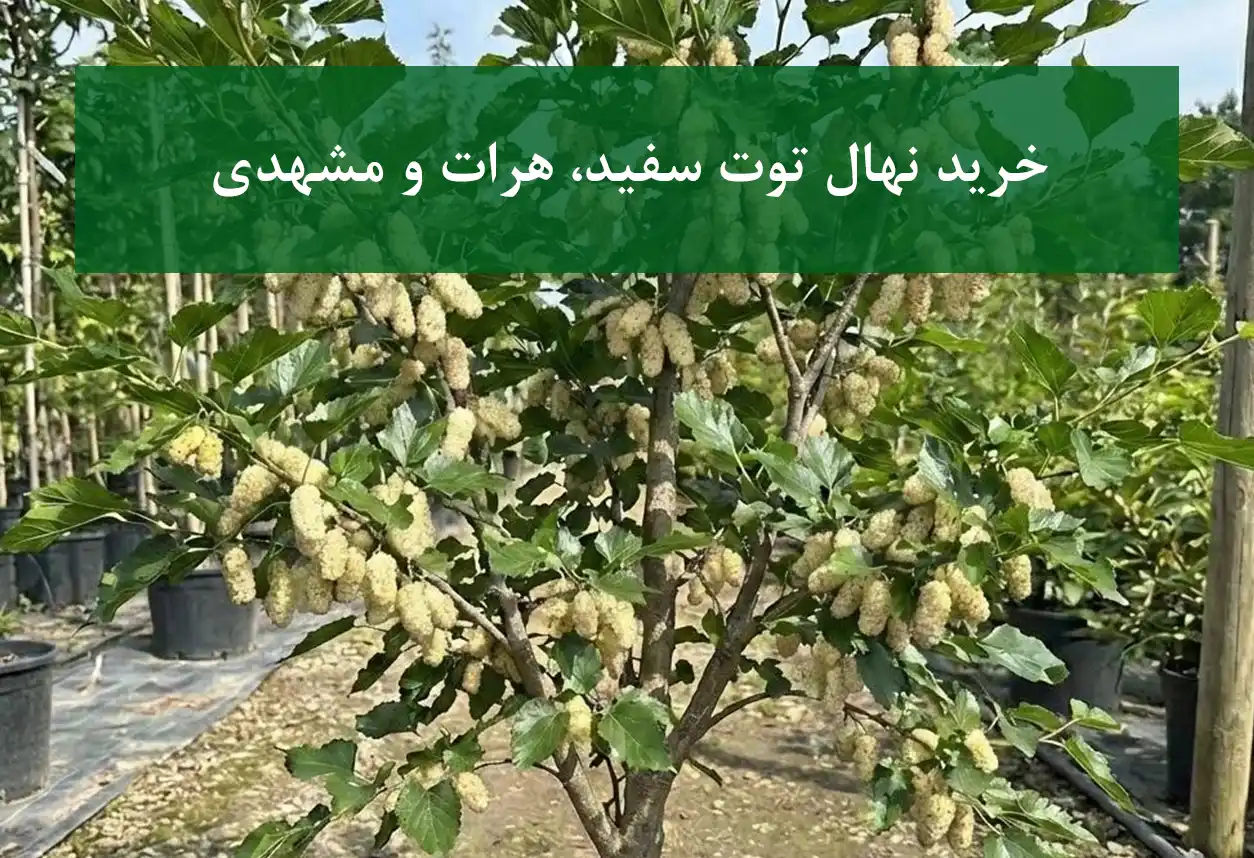 خرید نهال توت سفید، هرات و مشهدی + مناسب احداث باغ