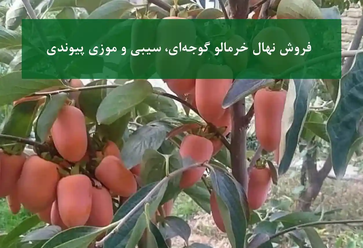 خرید نهال خرمالو پیوندی + ارقام گوجه‌ای، سیبی و موزی