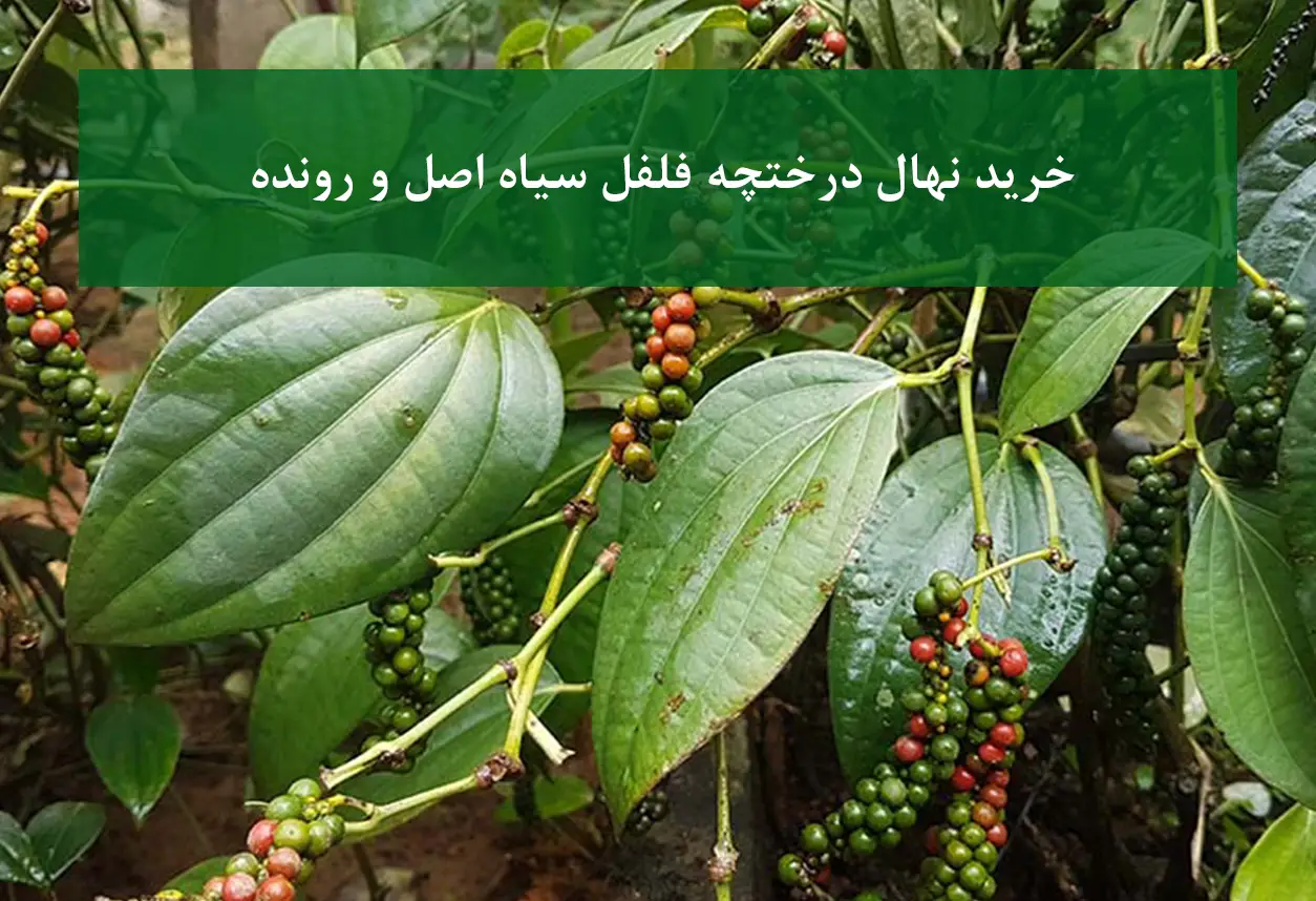 خرید نهال درختچه فلفل سیاه اصل و رونده + نهال سالم