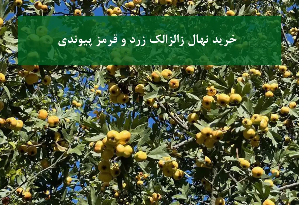 خرید نهال زالزالک پیوندی + ارقام زرد و قرمز