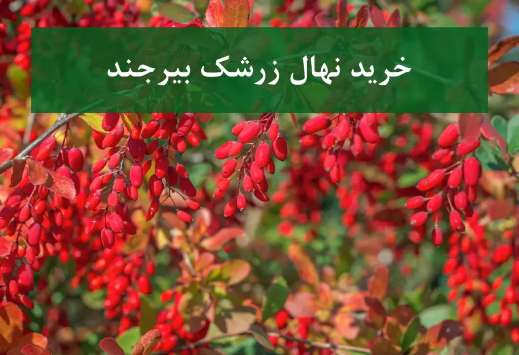 خرید نهال زرشک بیرجند + نهال سالم و استاندارد