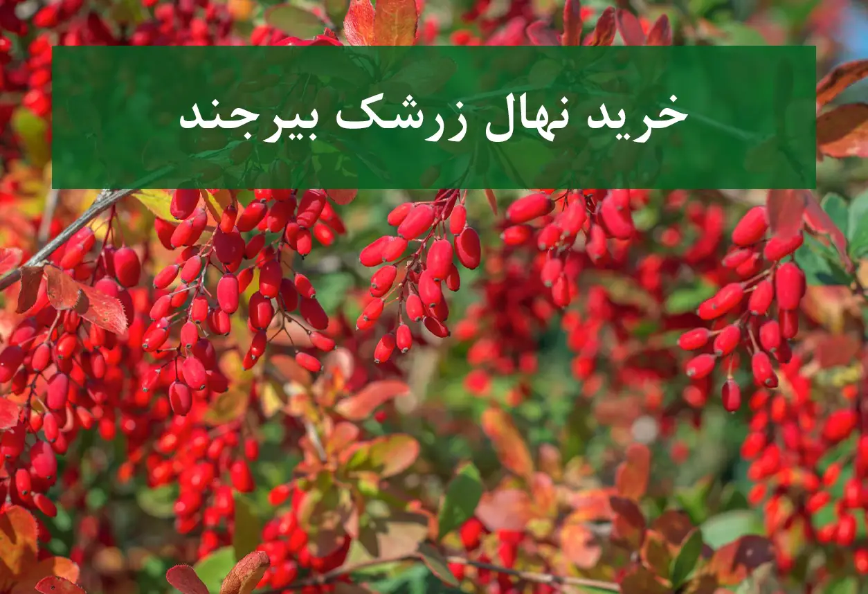 خرید نهال زرشک بیرجند + نهال سالم و استاندارد