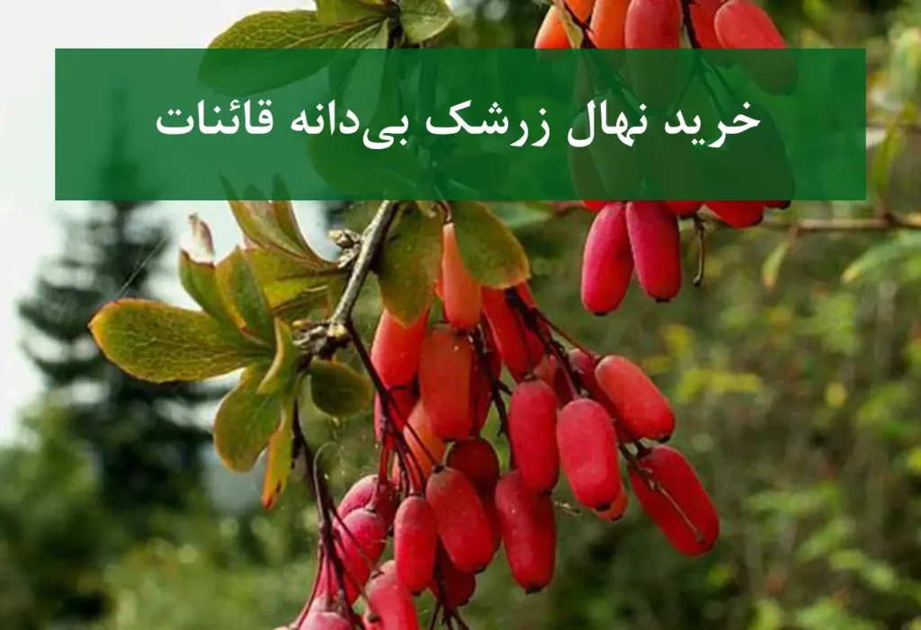 خرید نهال زرشک بی‌دانه قائنات اصل + مناسب احداث باغ